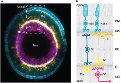 Neuronal Migration and Lamination in the Vertebrate Retina